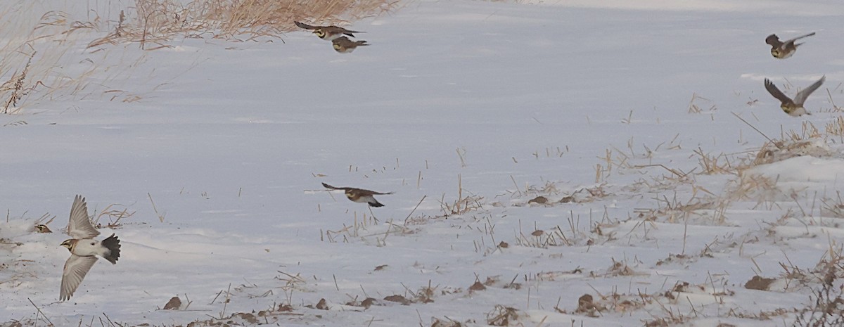 Horned Lark - ML647000397