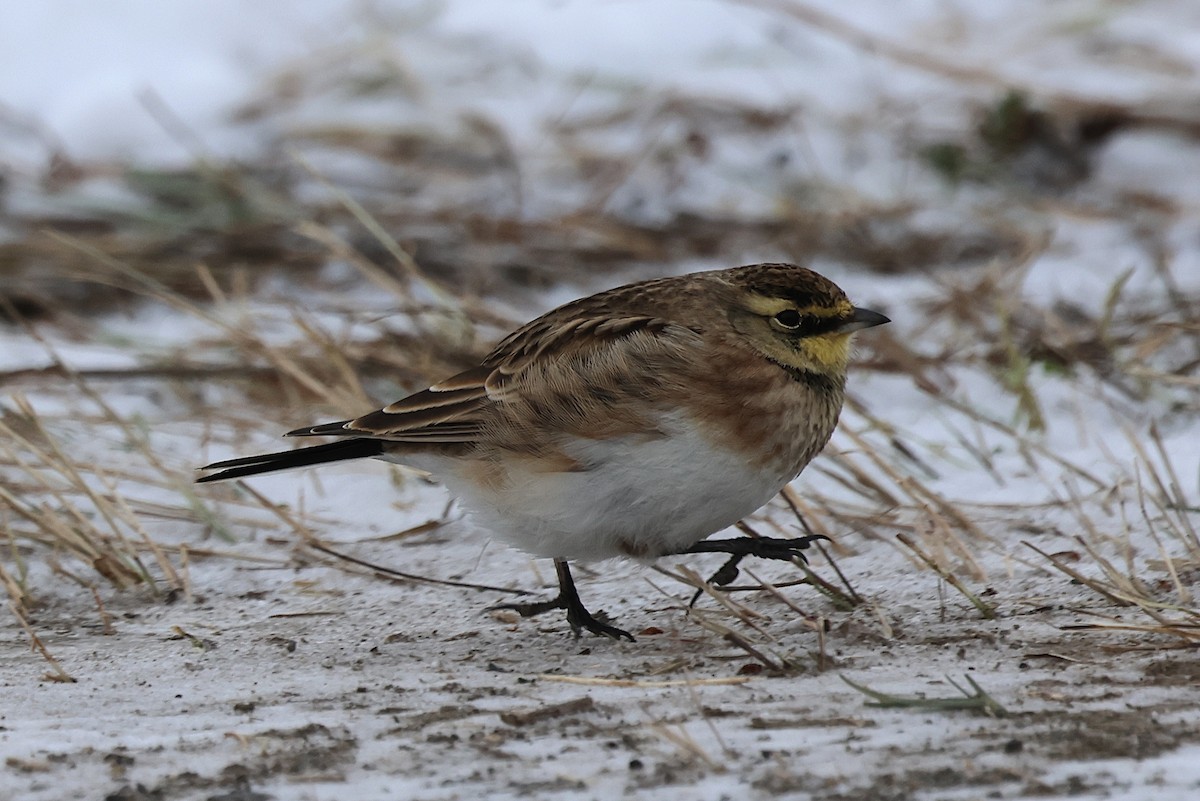 Horned Lark - ML647000398