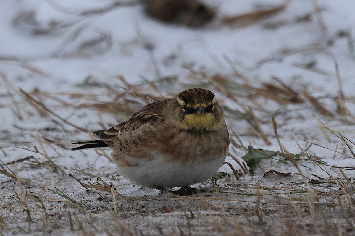 Horned Lark - ML647000399