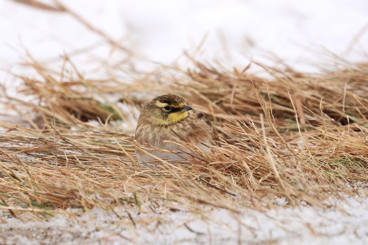 Horned Lark - ML647000400