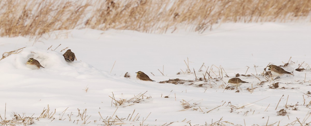 Horned Lark - ML647000401