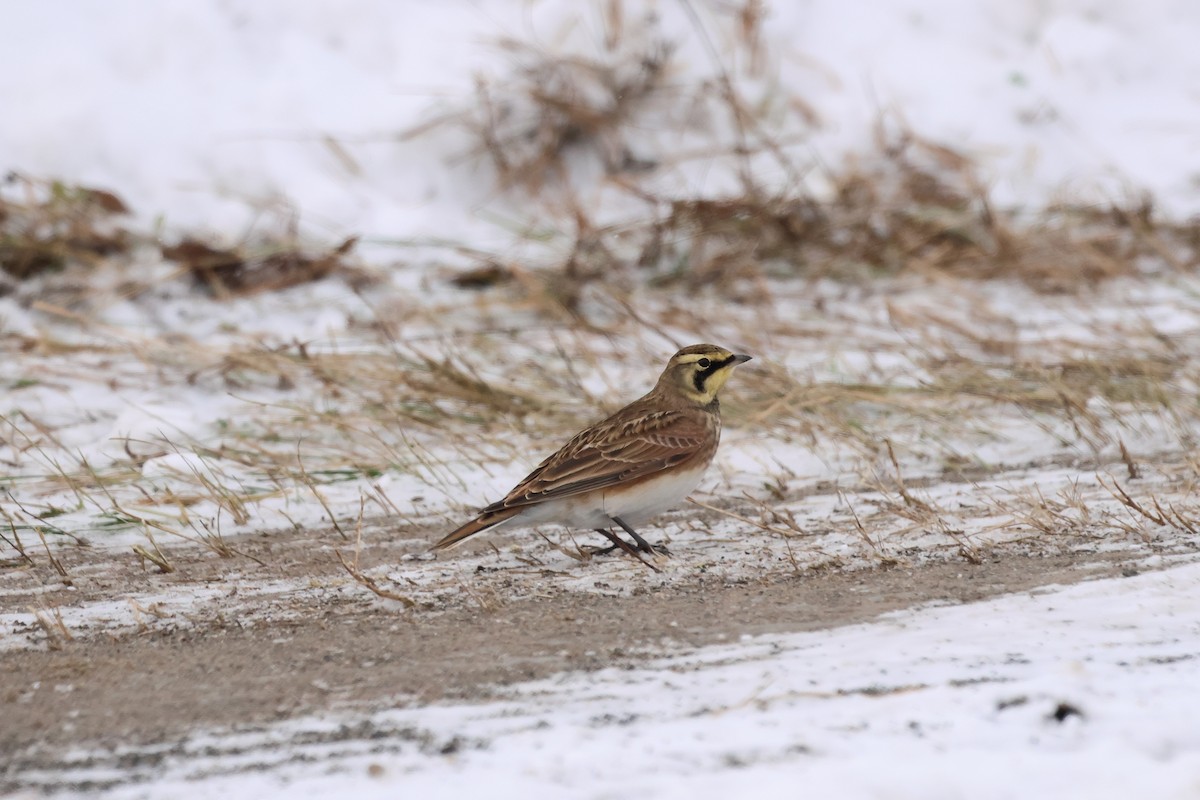 Horned Lark - ML647000402