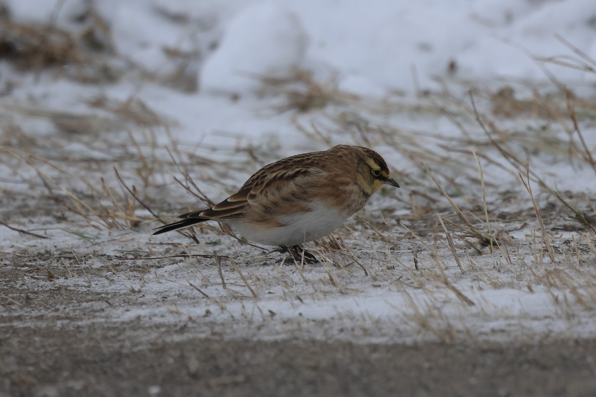 Horned Lark - ML647000403