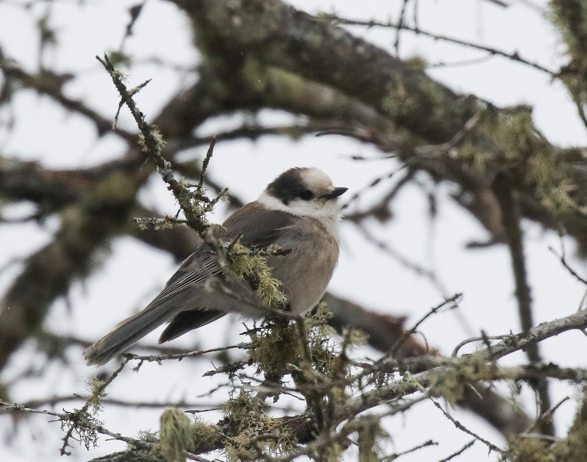 Canada Jay - ML647000407