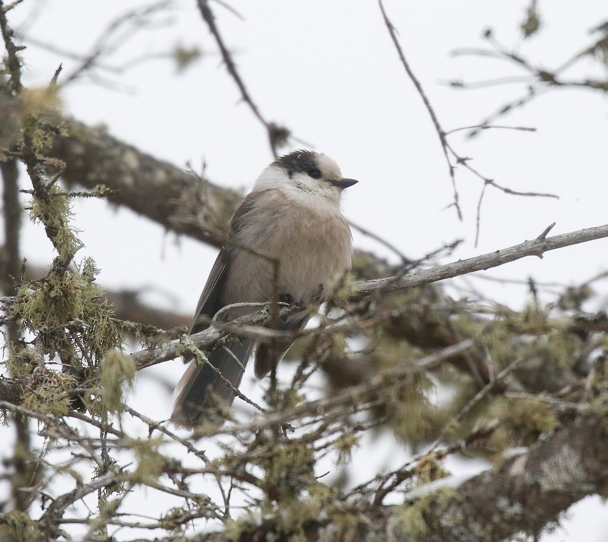 Canada Jay - ML647000409