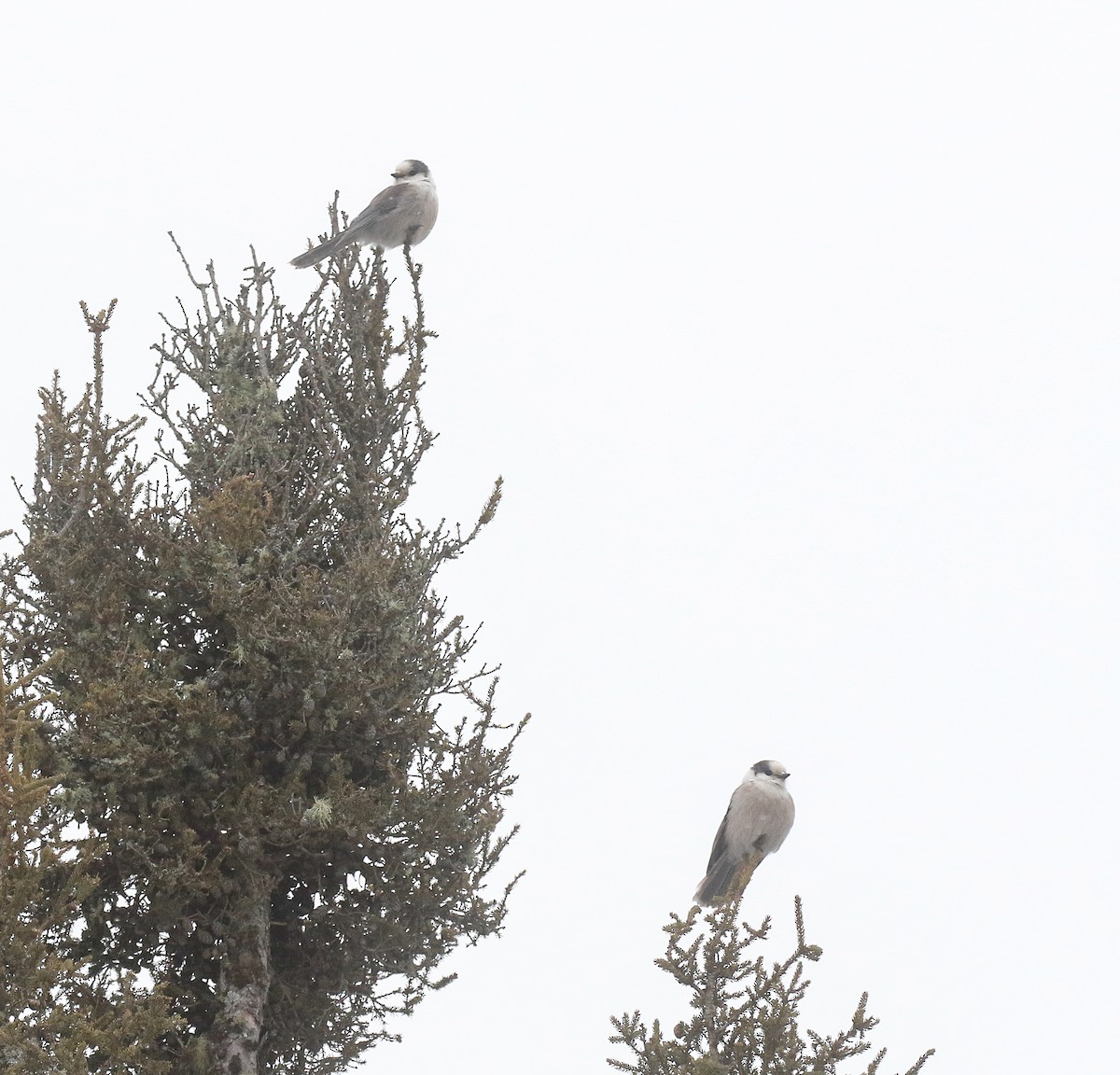 Canada Jay - ML647000410