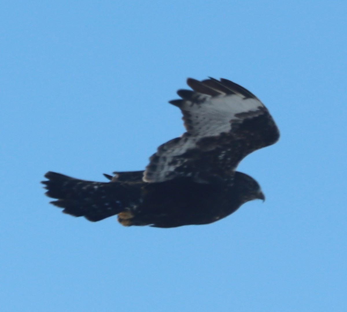 Rough-legged Hawk - ML647000412