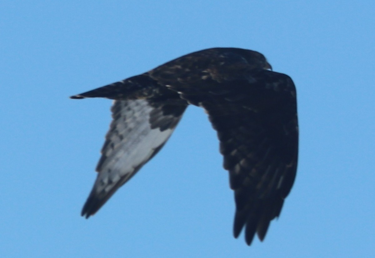 Rough-legged Hawk - ML647000413