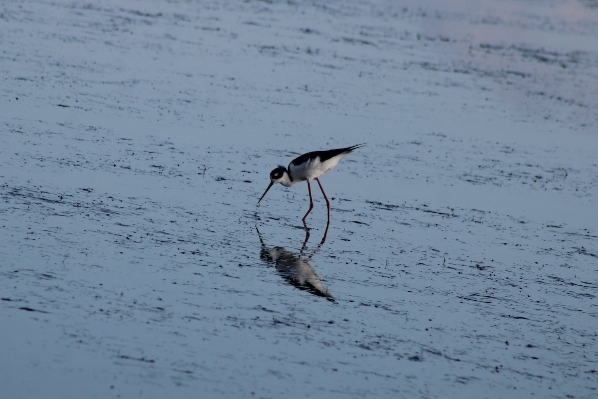 pisila černokrká - ML647000414