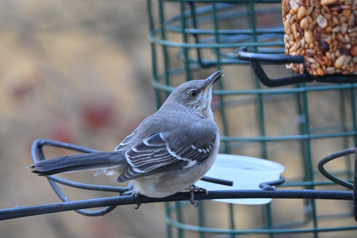 マネシツグミ - ML647000415