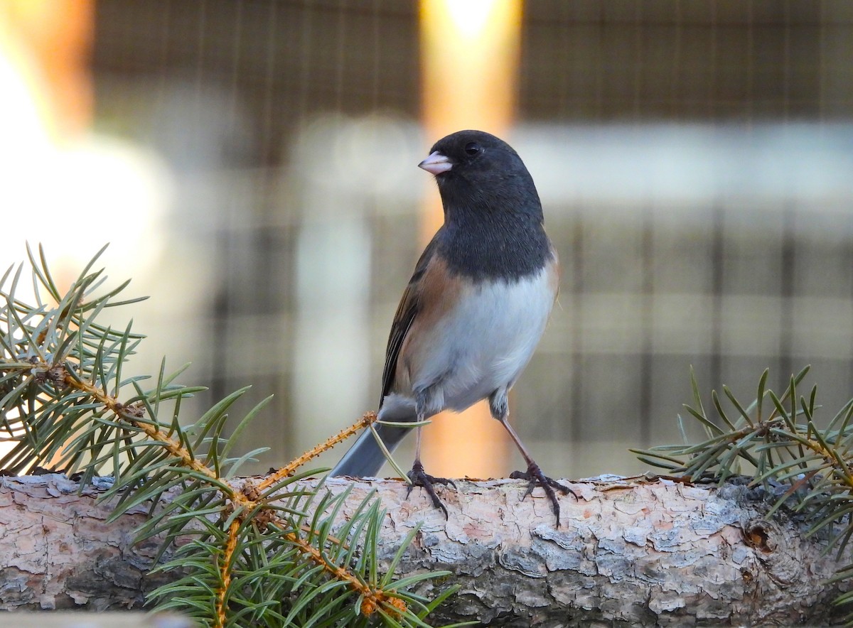 Junco ardoisé - ML647000417