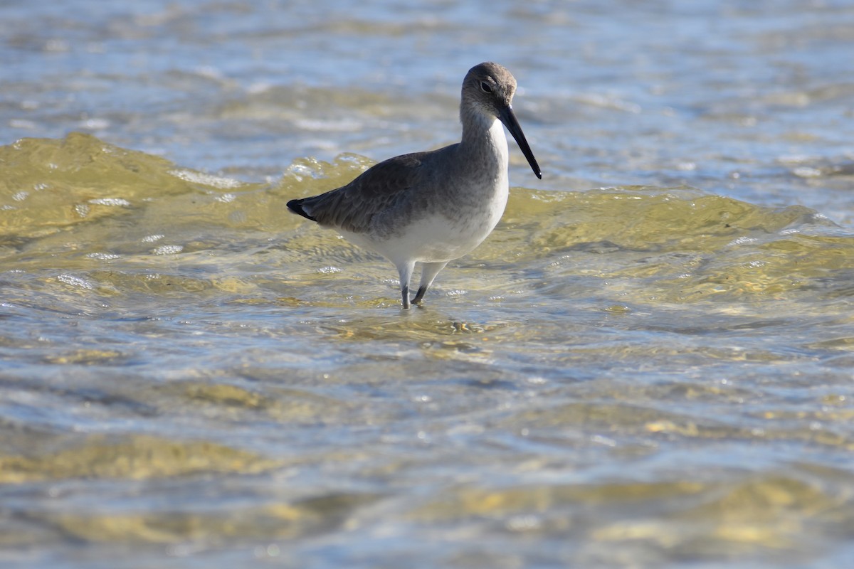 Willet - ML647000421