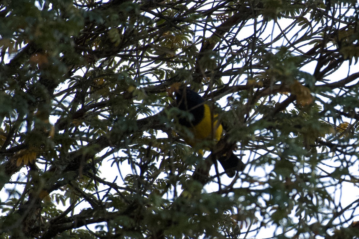 Black-chested Mountain Tanager - ML647000422