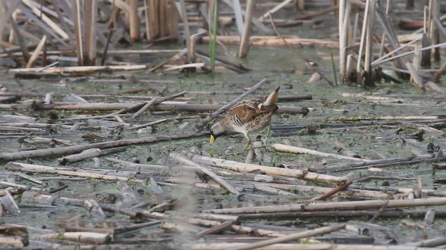 Carolinasumpfhuhn - ML647000424