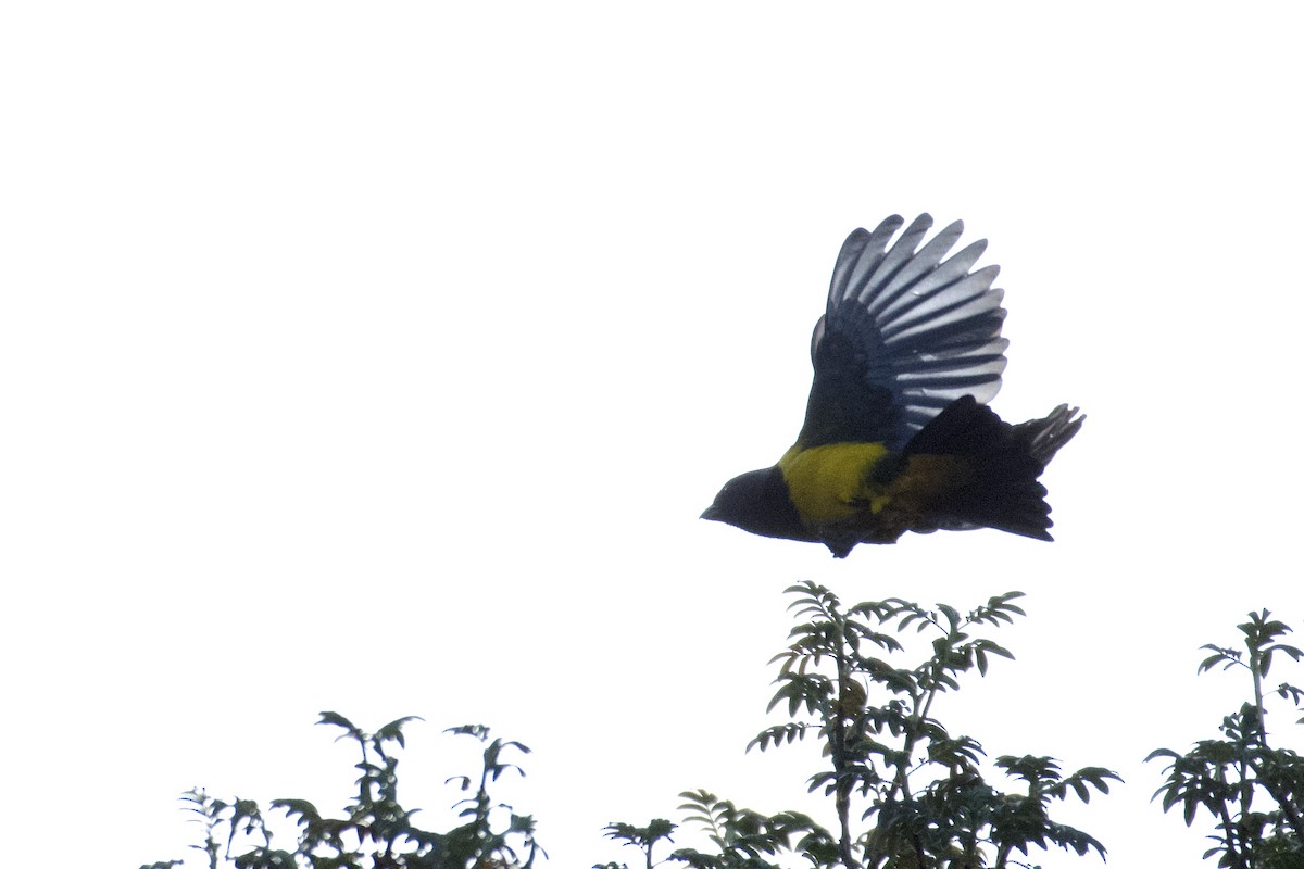 Black-chested Mountain Tanager - ML647000425