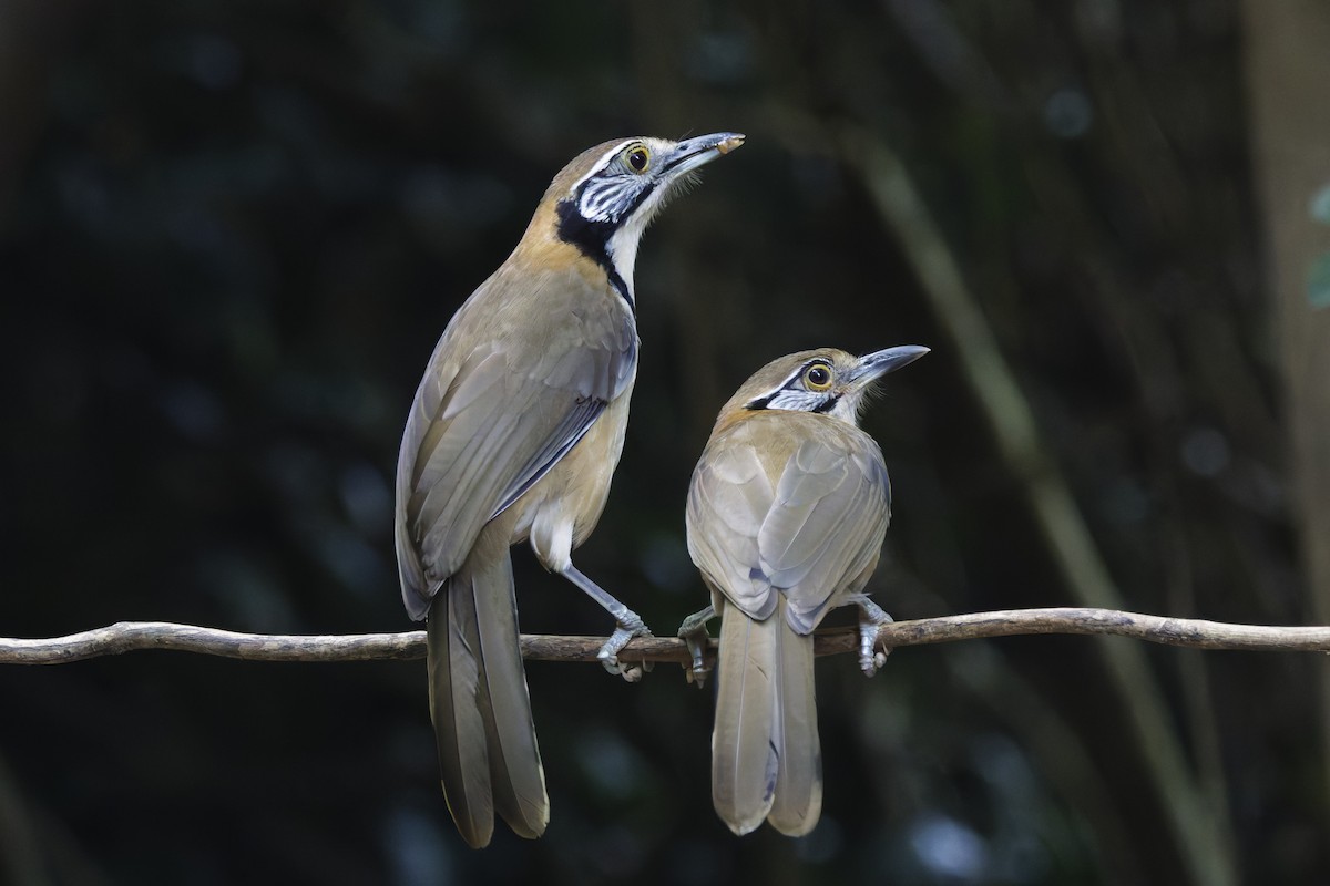 Greater Necklaced Laughingthrush - ML647000426