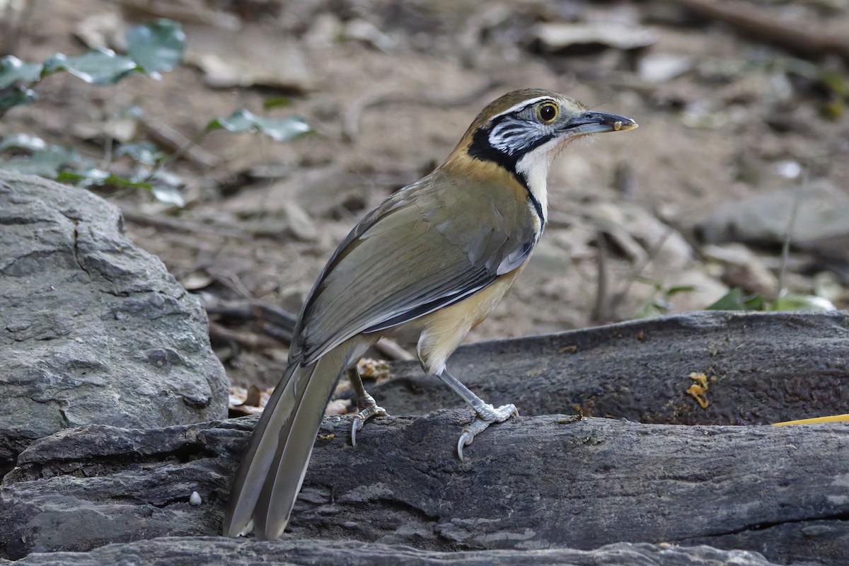 Greater Necklaced Laughingthrush - ML647000427