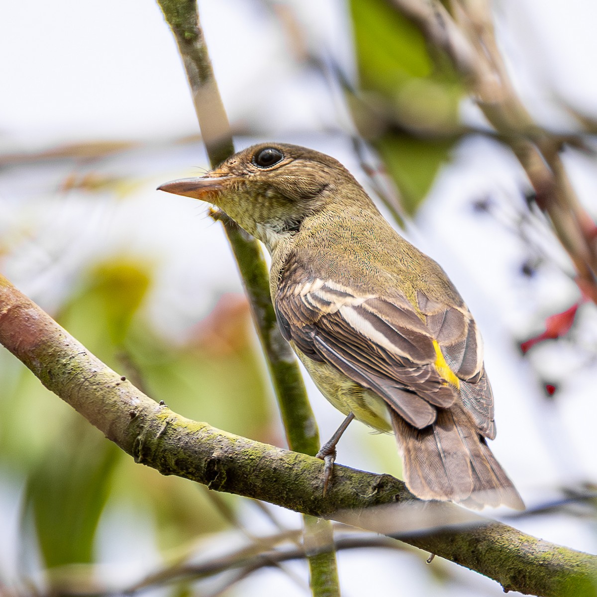 マミジロキビタキ - ML647000428