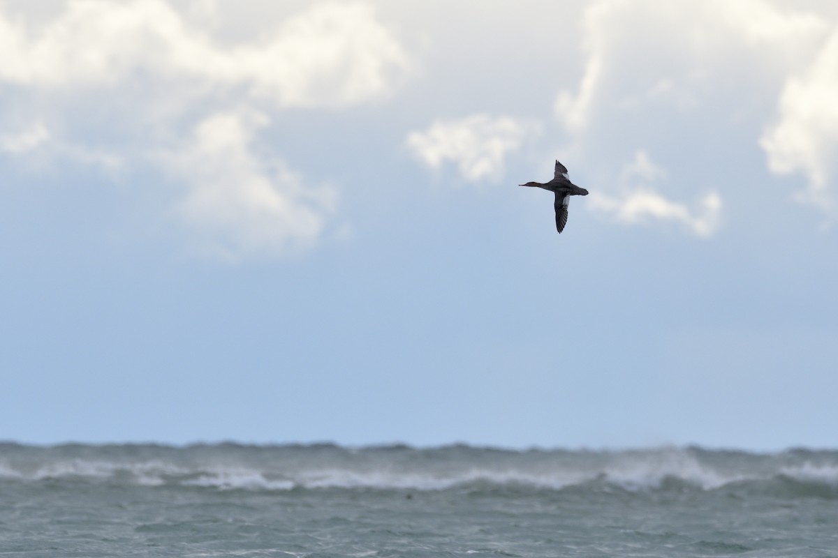 מרגון בינוני - ML647000437