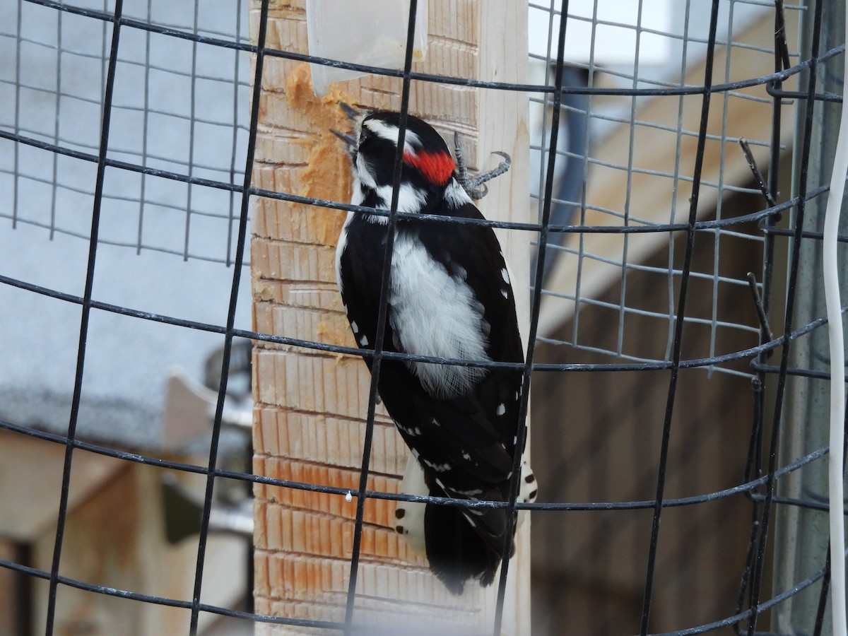 Pic mineur - ML647000438