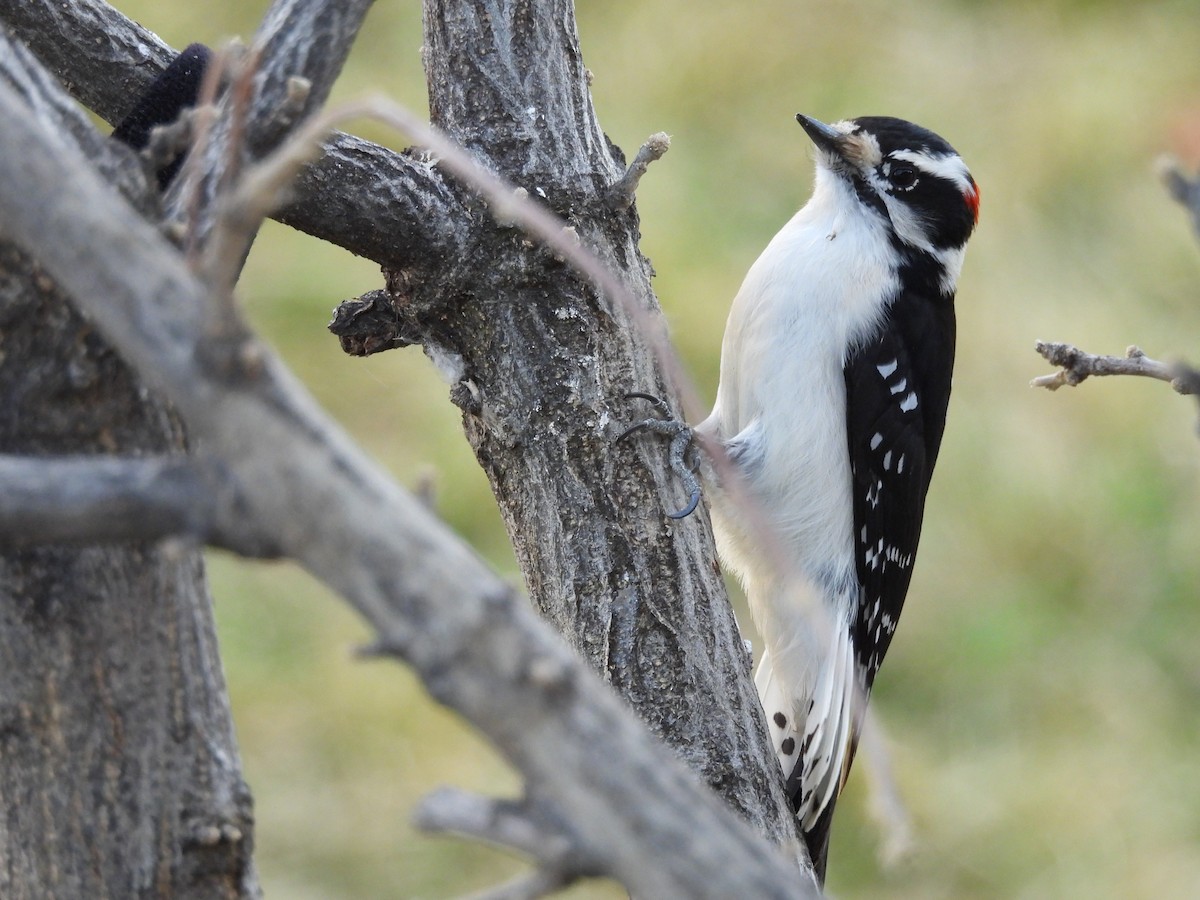 Pic mineur - ML647000439