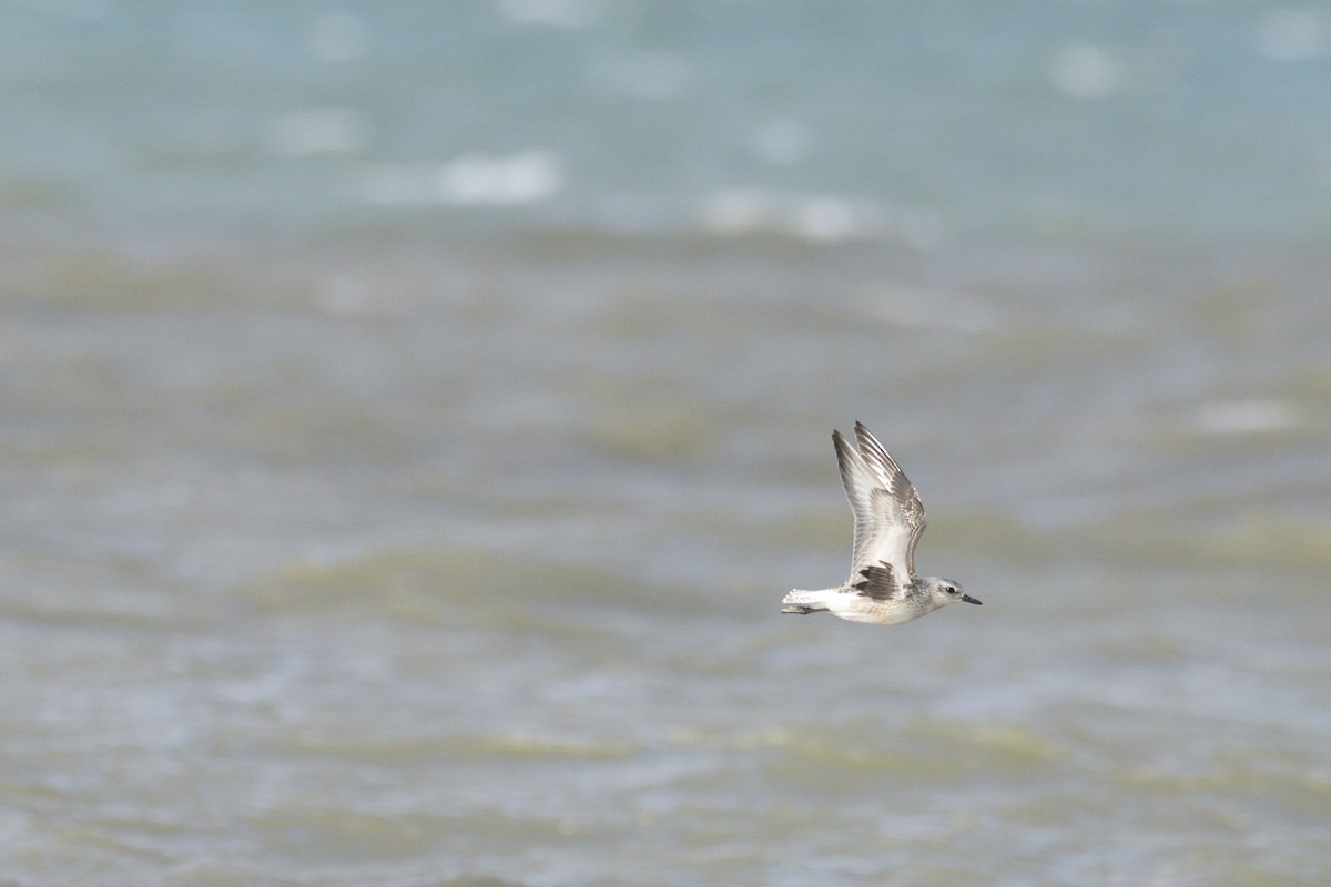 灰斑鴴 - ML647000442