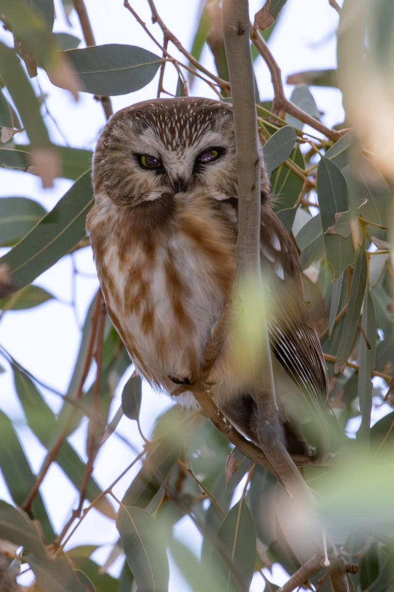 Northern Saw-whet Owl - ML647000445
