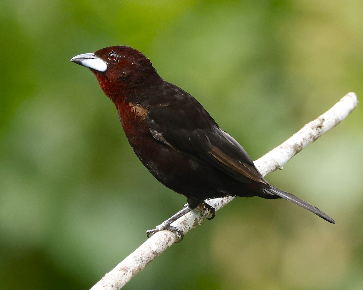 Silver-beaked Tanager - ML647000453