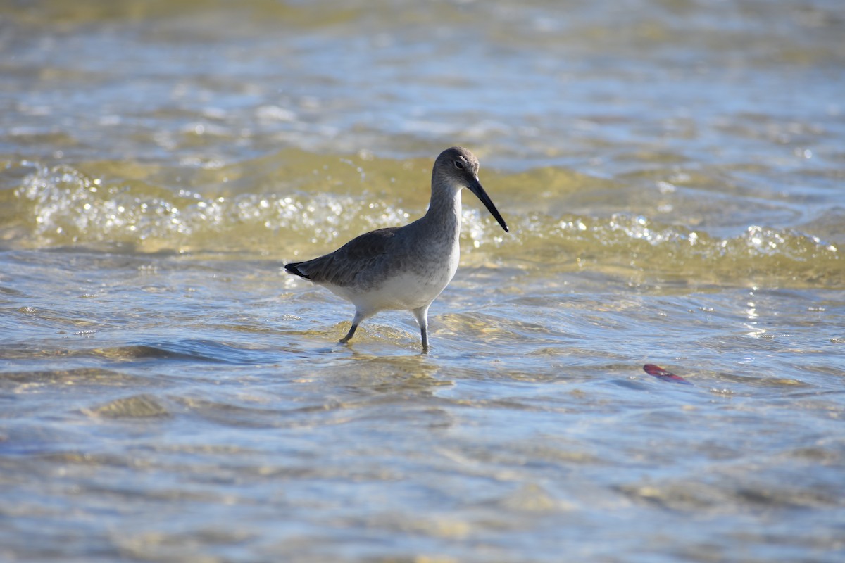 Willet - ML647000457