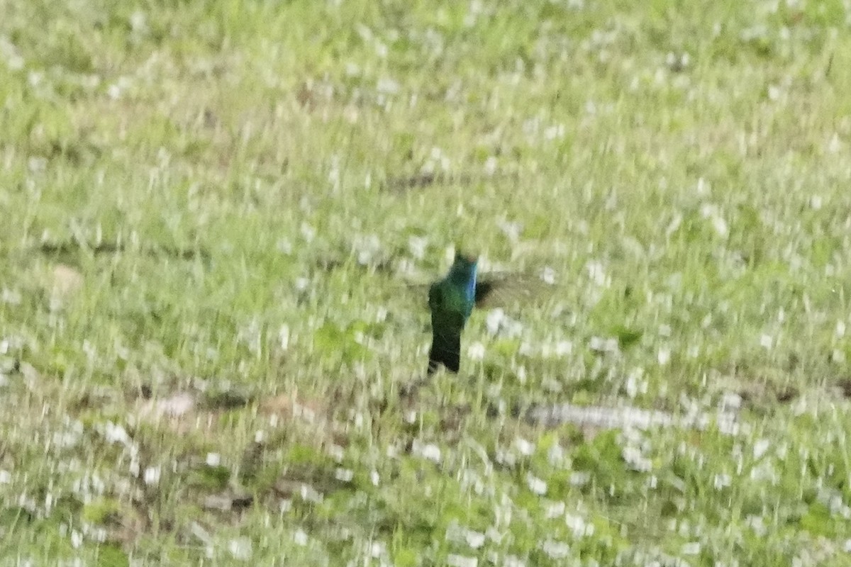 glansbuksmaragd - ML647000458