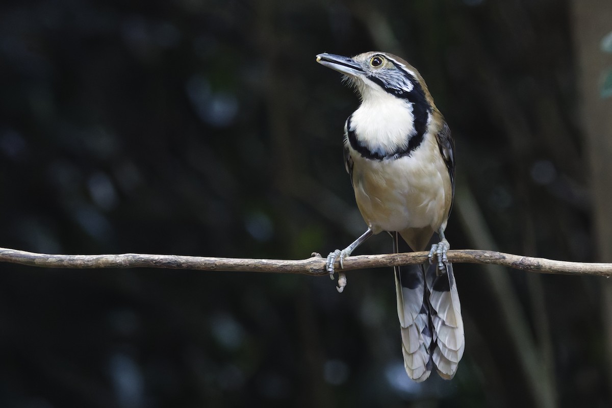 Greater Necklaced Laughingthrush - ML647000459