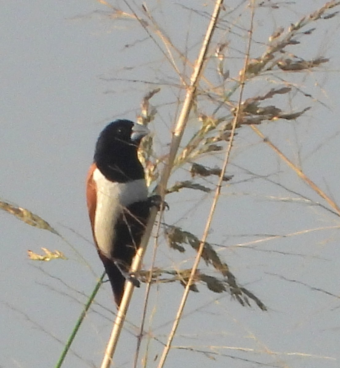 Мунія трибарвна - ML647000460