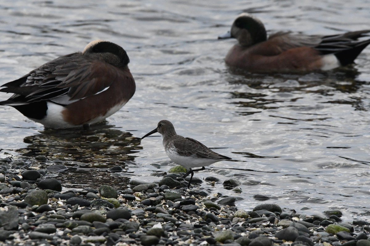 myrsnipe - ML647000461