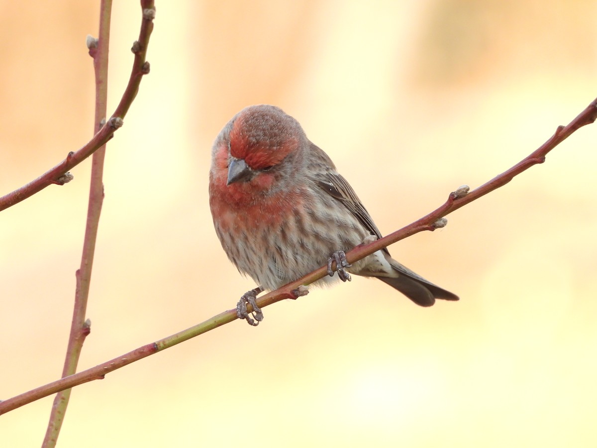 Roselin familier - ML647000463