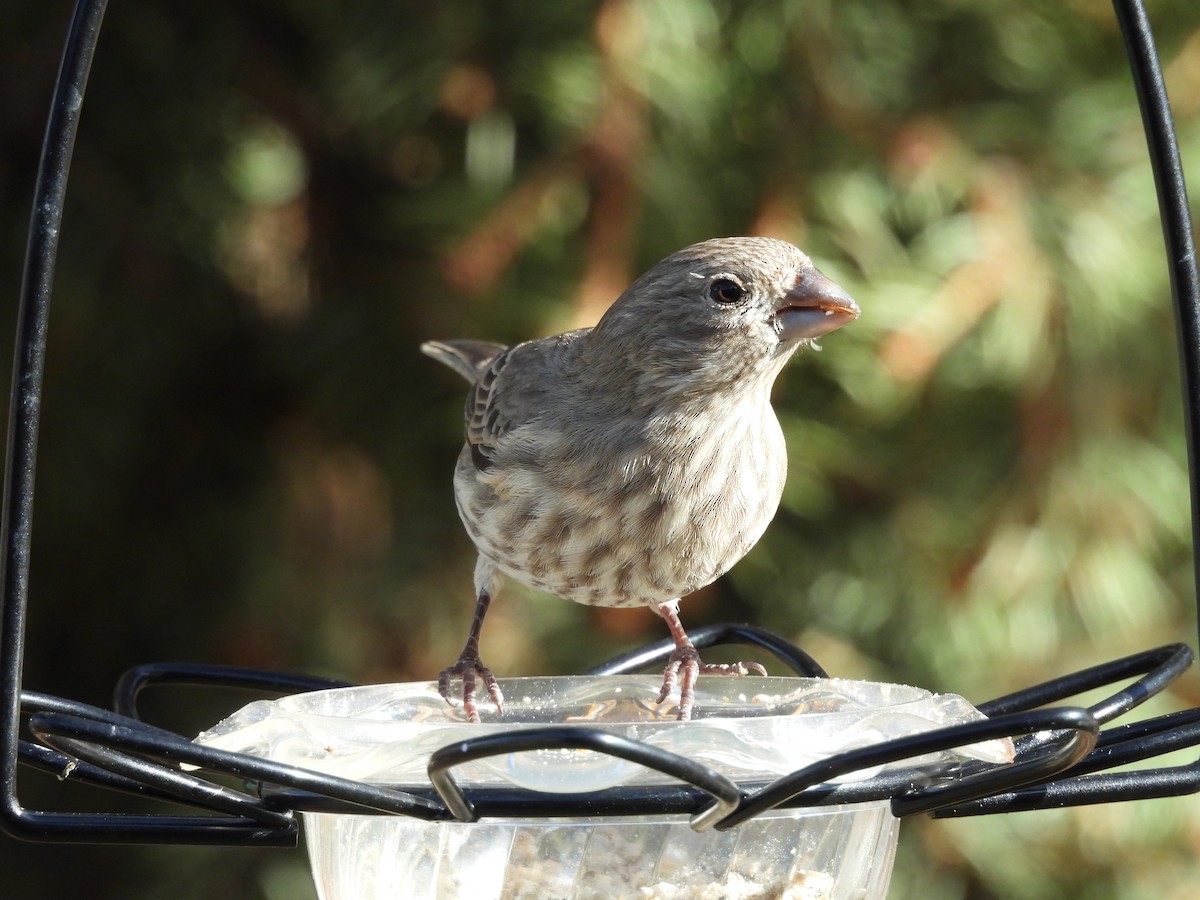 Roselin familier - ML647000464