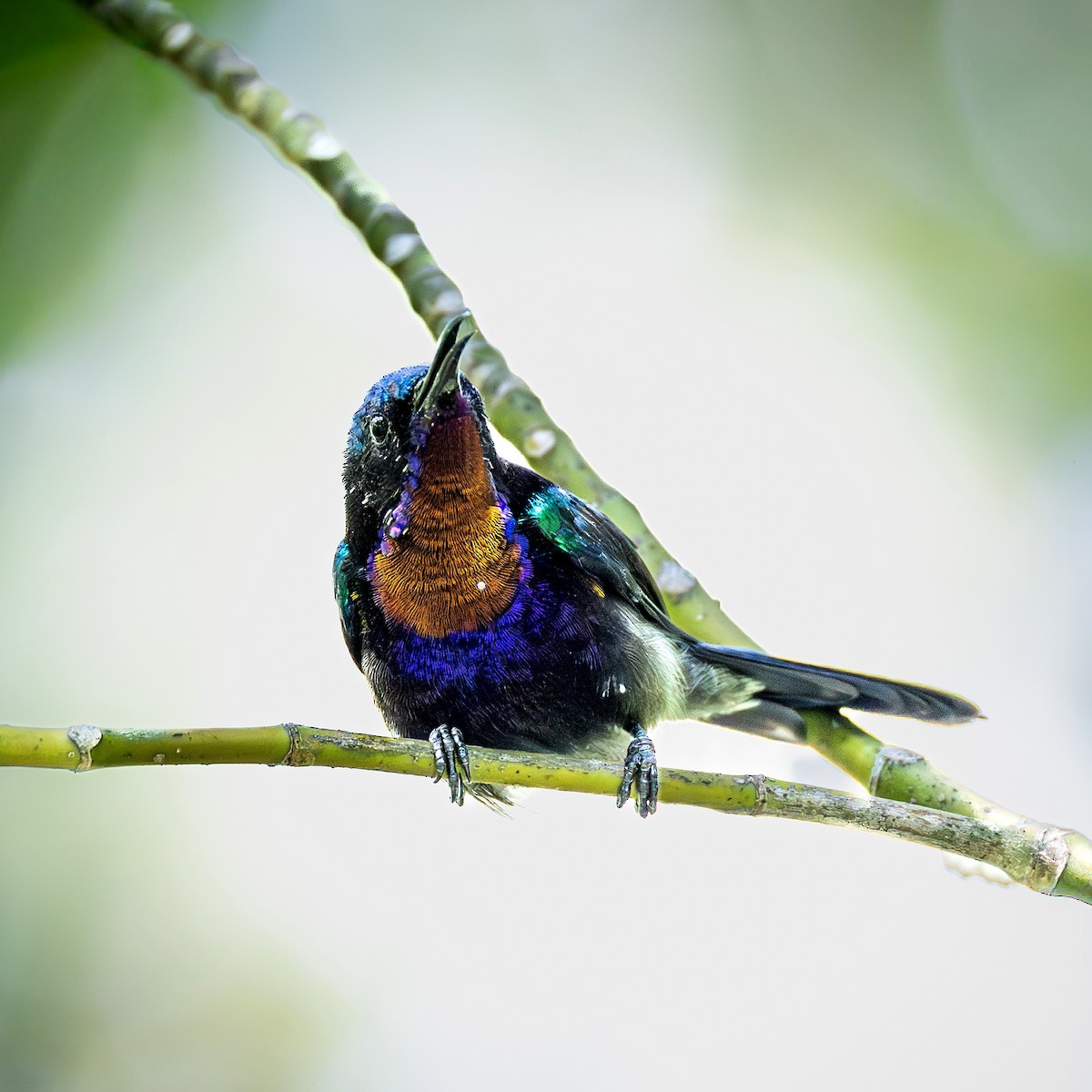 ノドアカタイヨウチョウ - ML647000465