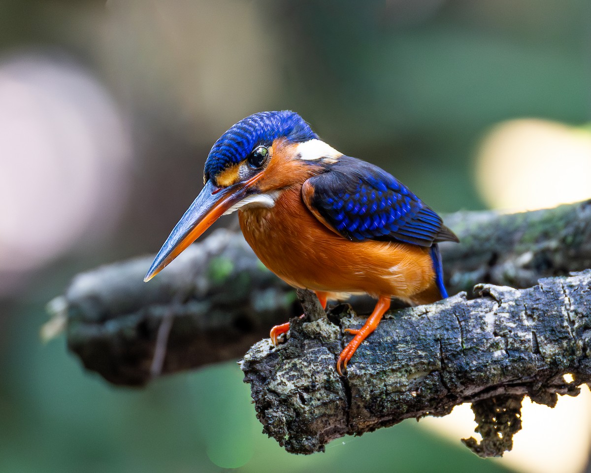 ルリカワセミ - ML647000473