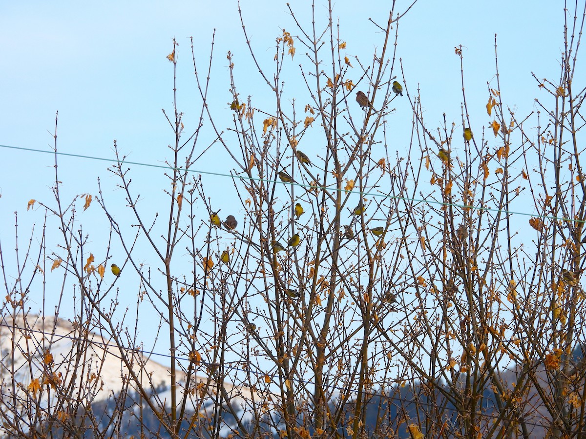 Chardonneret mineur - ML647000481