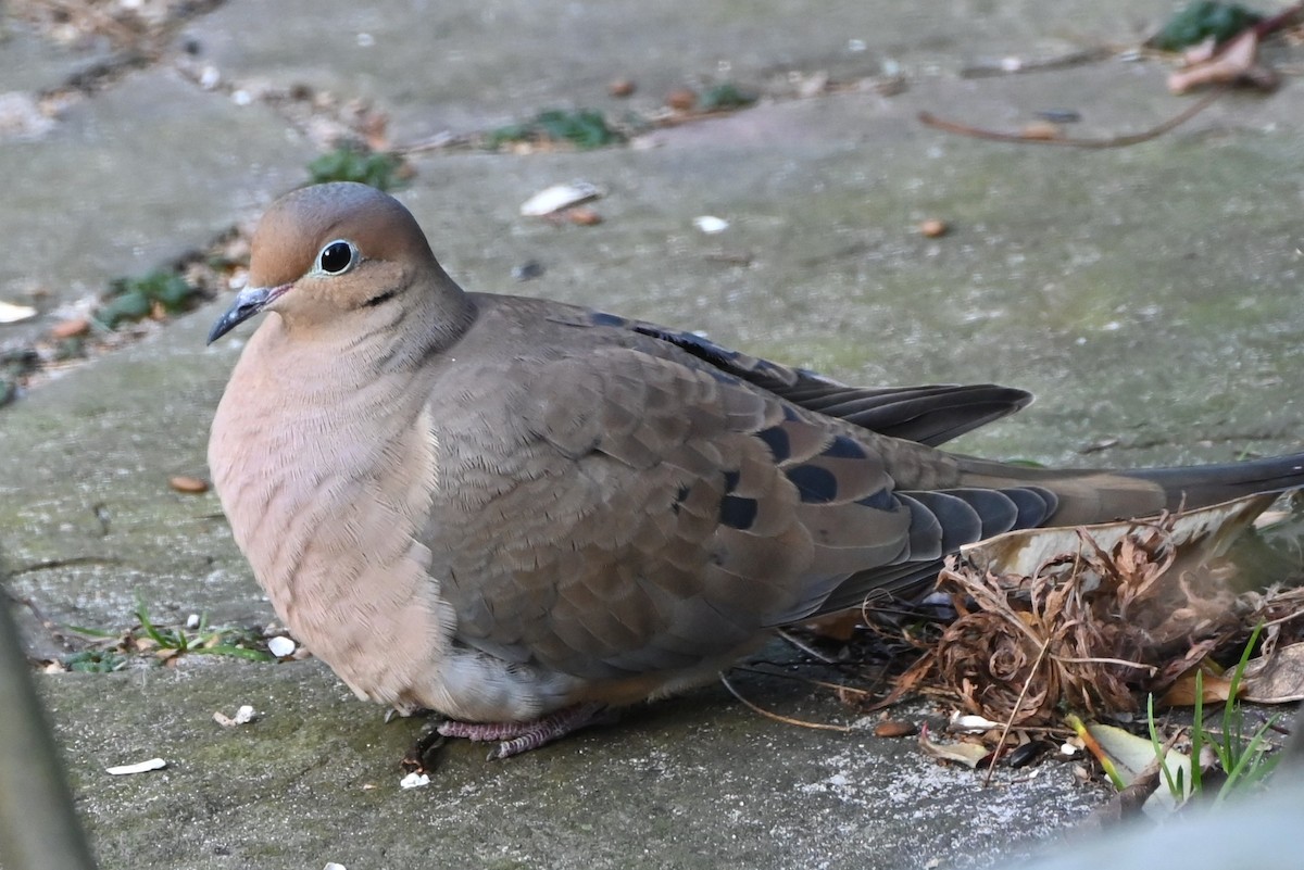 ナゲキバト - ML647000482