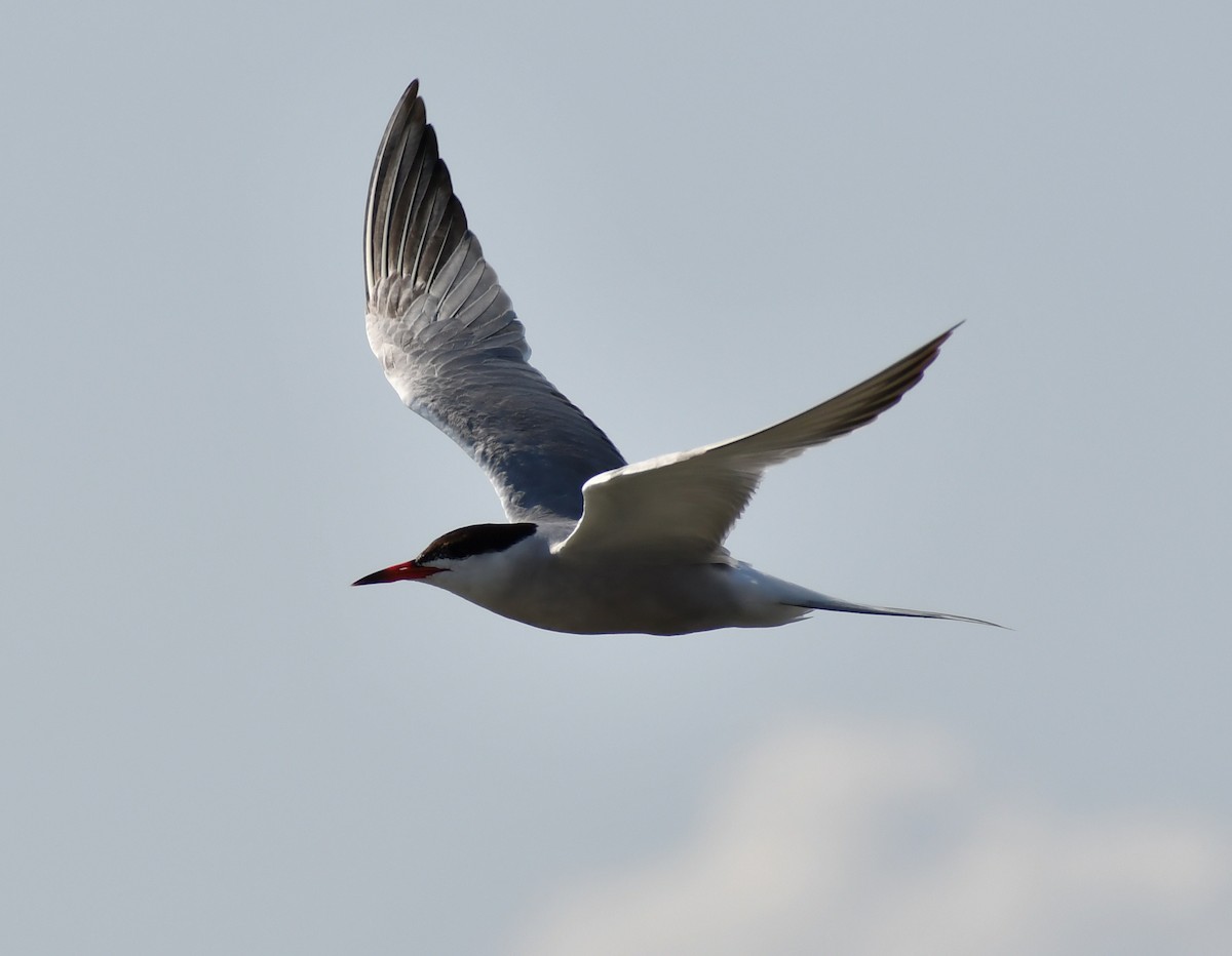 Common Tern - ML647000485