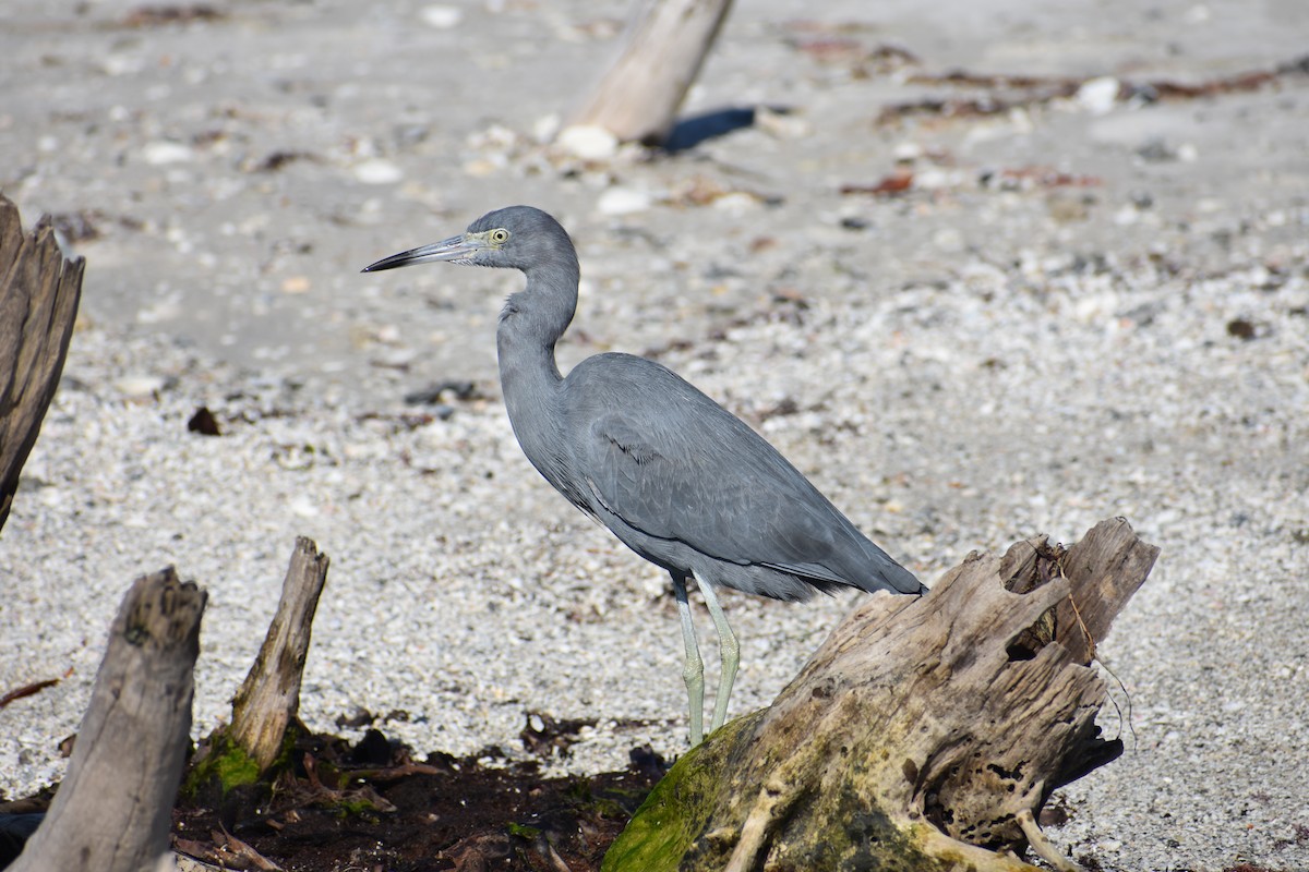 Little Blue Heron - ML647000486