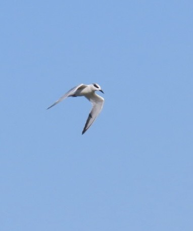 Forster's Tern - ML647000488