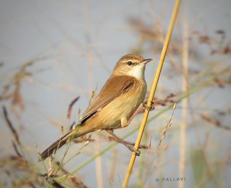 Очеретянка індійська - ML647000491