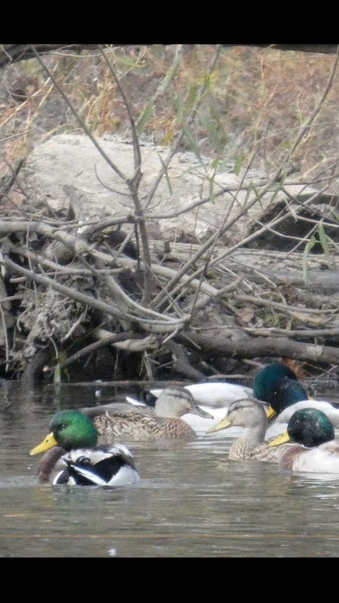 ברכיה - ML647000492