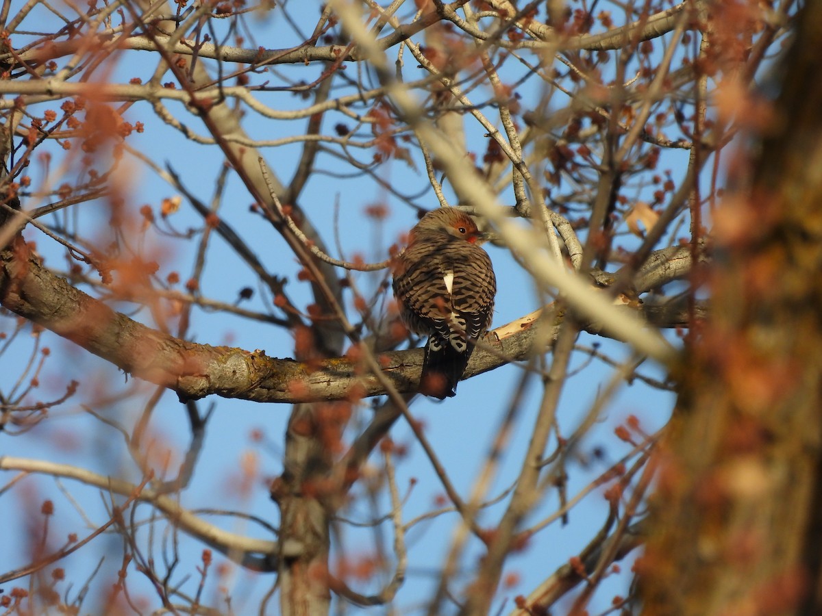 Pic flamboyant - ML647000494