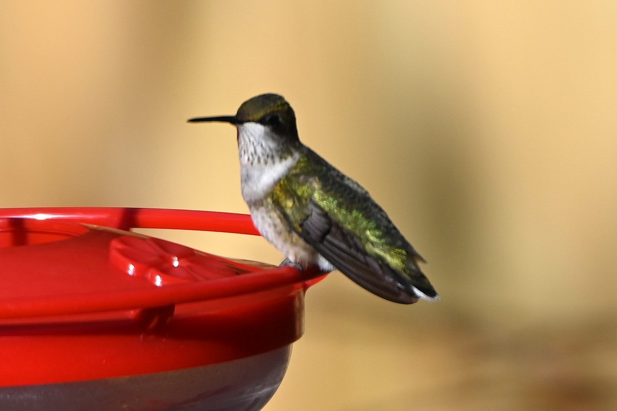 ノドアカハチドリ - ML647000495