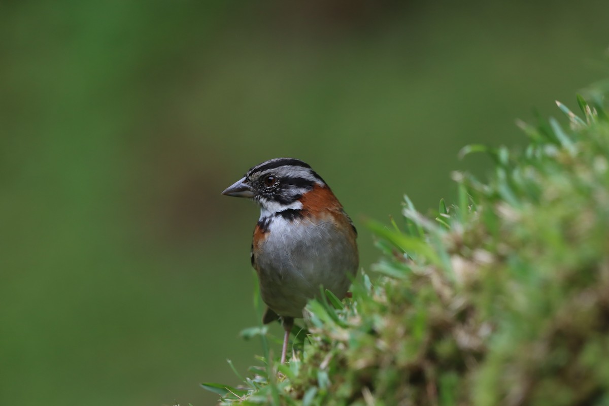 Rufous-collared Sparrow - ML647000499