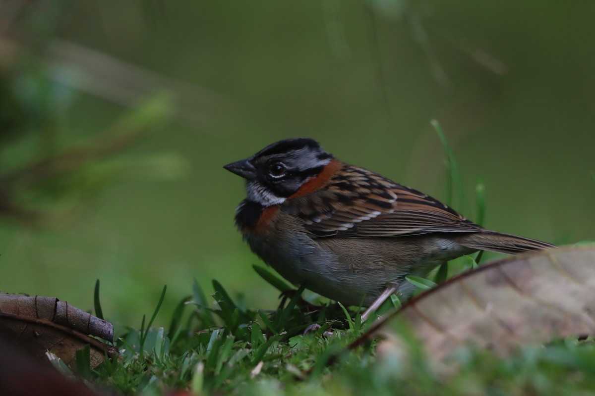 Rufous-collared Sparrow - ML647000500