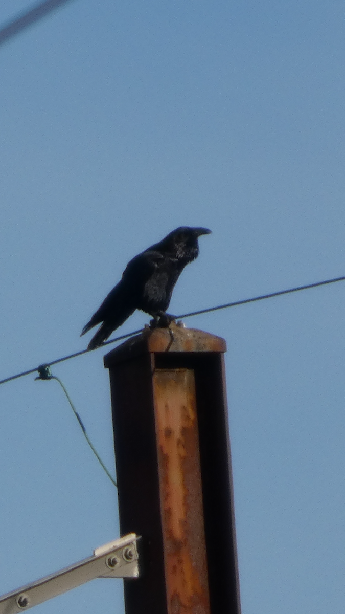 עורב שחור - ML647000501