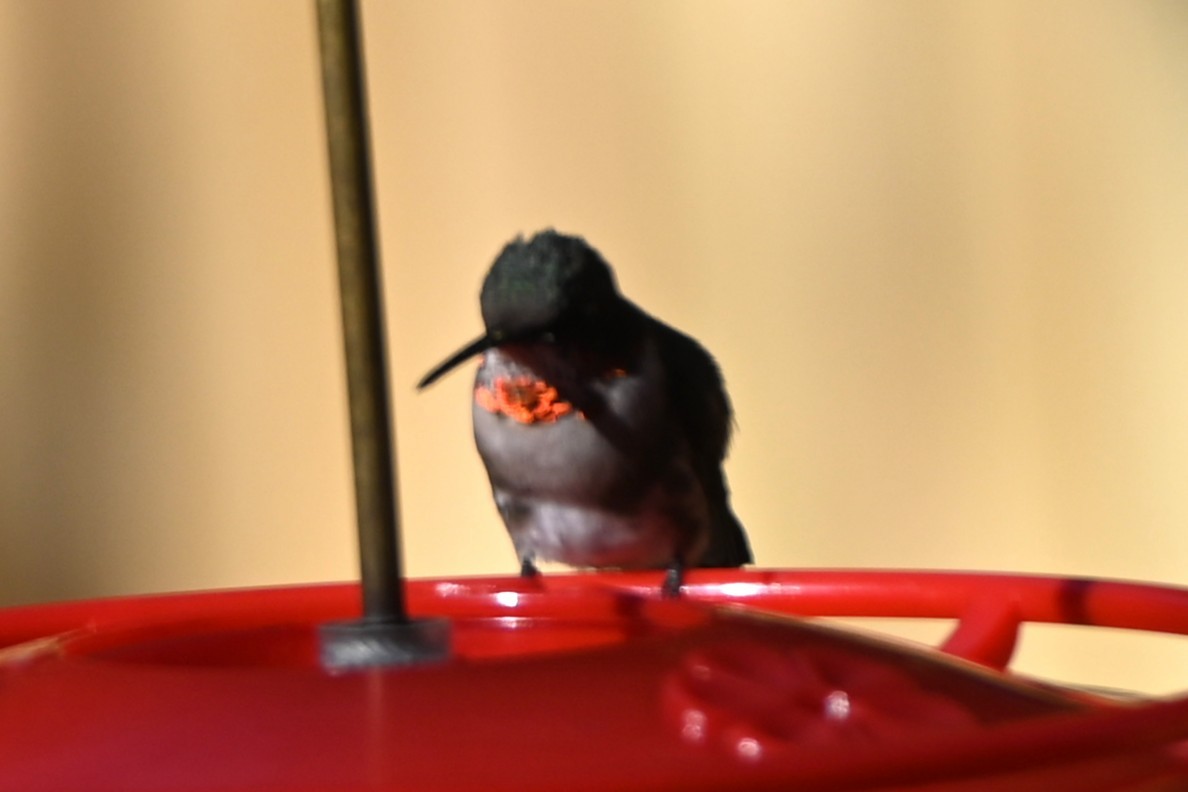 ノドアカハチドリ - ML647000502